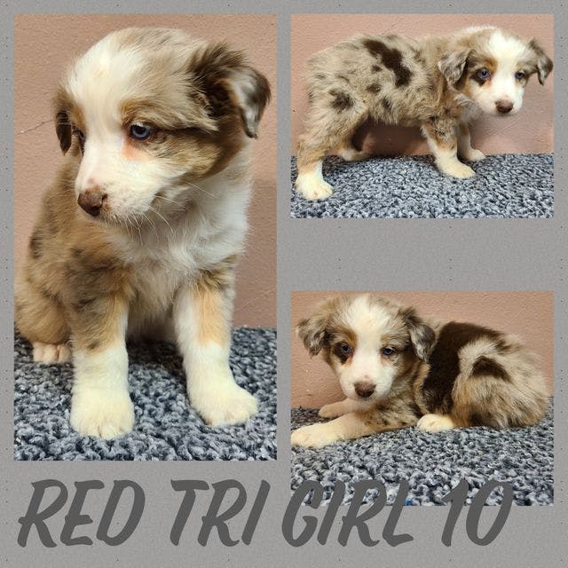 Red Merle Girl 10
