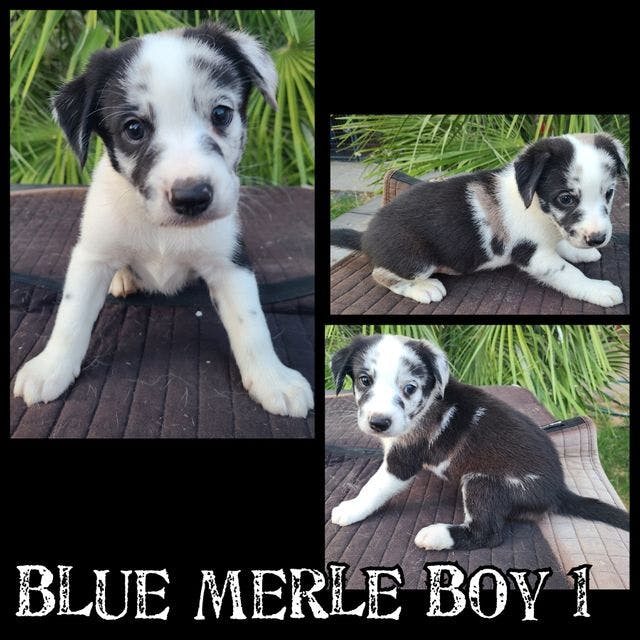 Blue Merle Boy 1