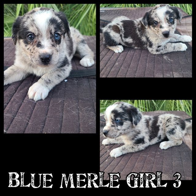 Blue Merle Girl 3