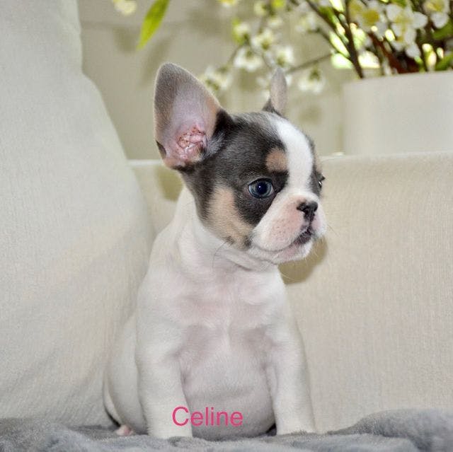 Celine 