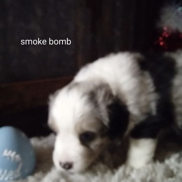 Smoke bomb mini
