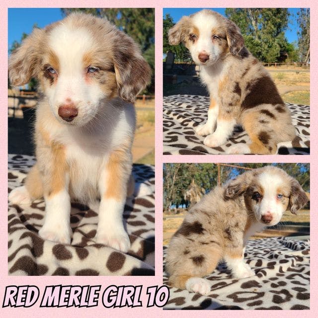 Red Merle Girl 10