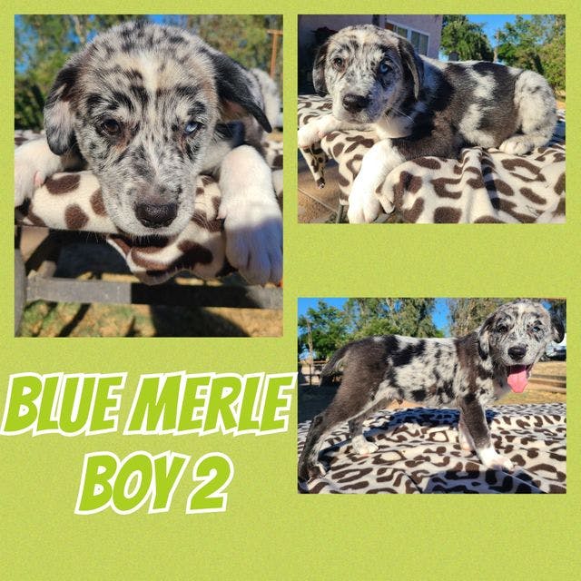 Blue Merle Boy 2