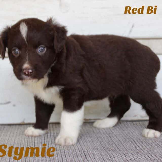 Stymie - Miniature American Shepherd (Mini Aussie) Male