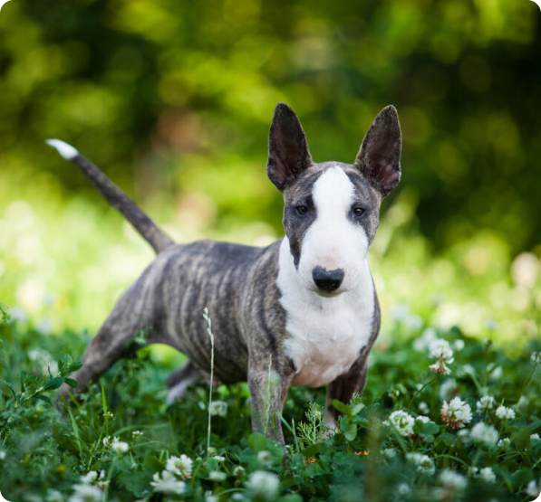 Miniature Bull Terrier dog