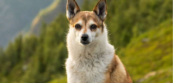 Norwegian Lundehund dog