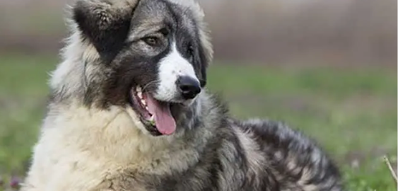 Romanian Carpathian Shepherd dog