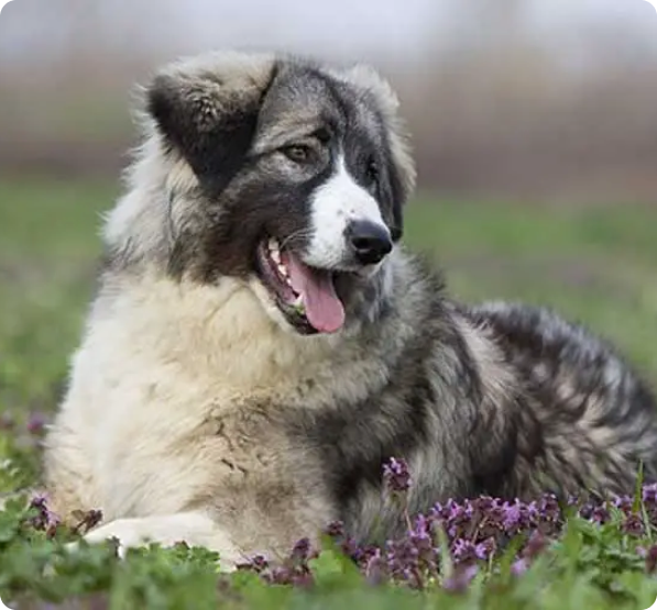 Romanian Carpathian Shepherd dog