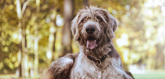 Slovakian Wirehaired Pointer dog