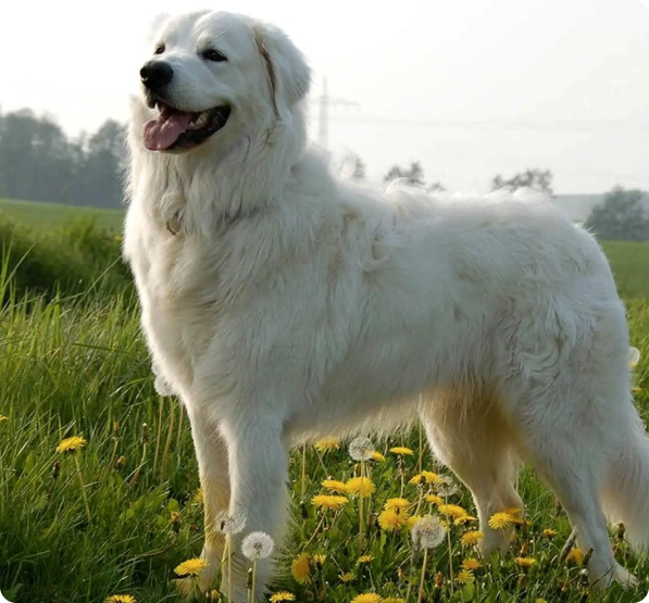 Slovak Cuvac dog