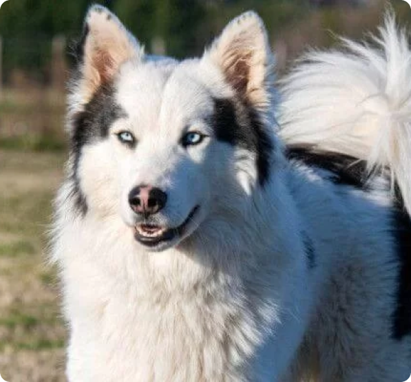 Yakutian Laika dog
