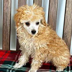 Hunter - Toy Poodle Male