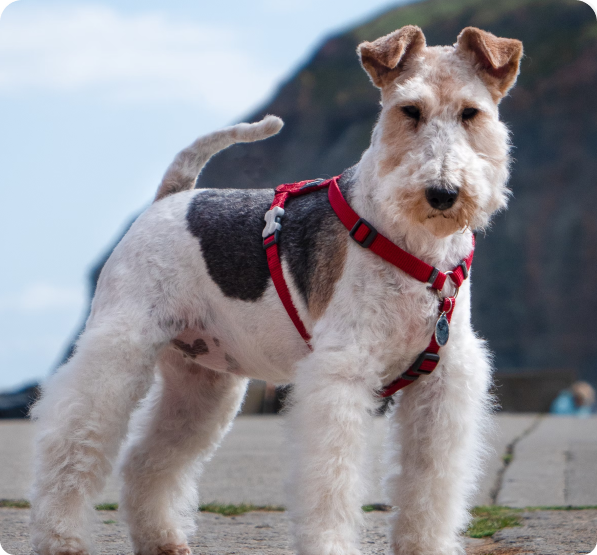 Dogs in Prince Edward Island