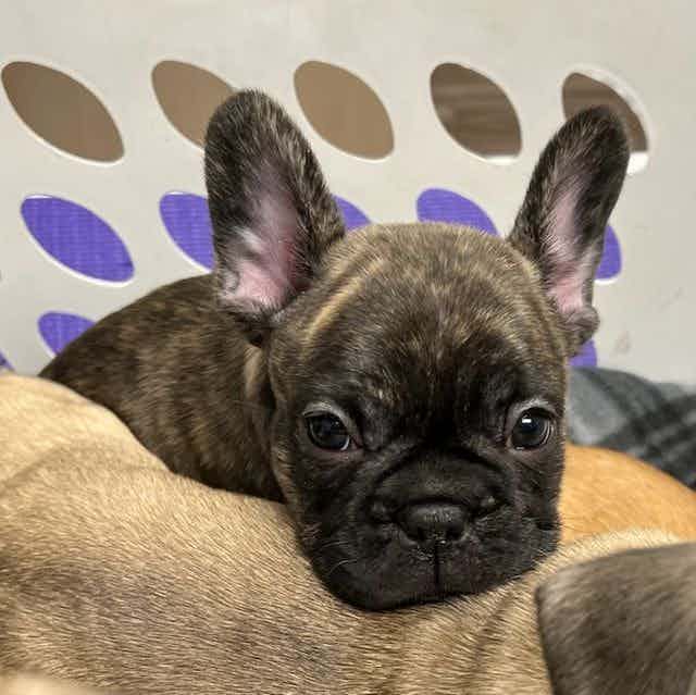 Rookie - French Bulldog Male