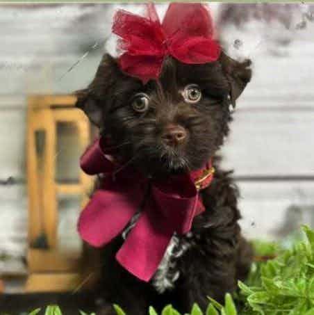 Purple Collar - Yorkshire Terrier Female