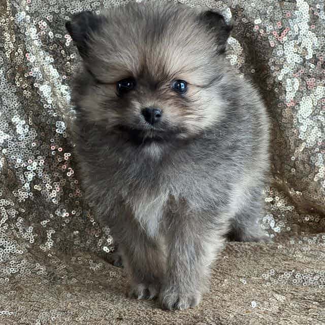 Pixie  - Pomeranian Female