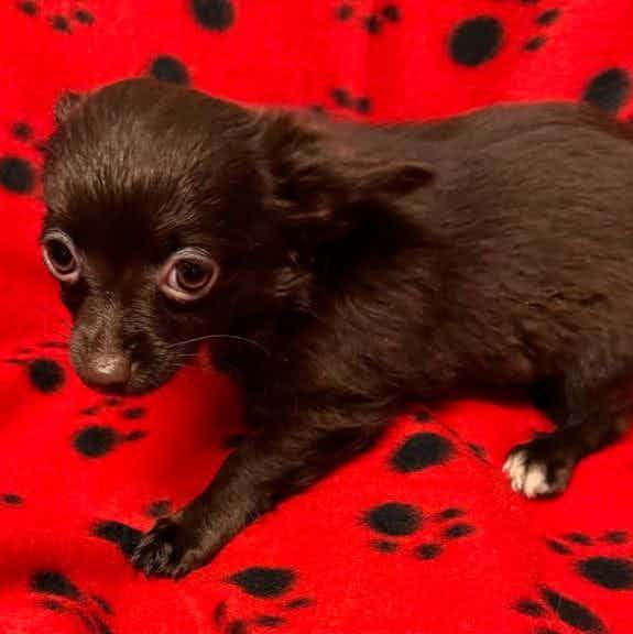 Mika - Chihuahua Female