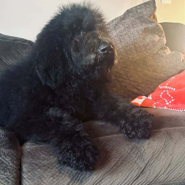 Max - Goldendoodle Male