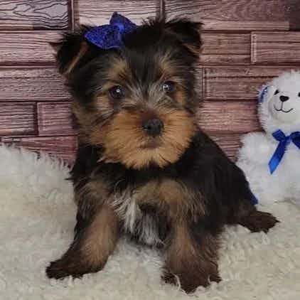 Chance - Yorkshire Terrier Male