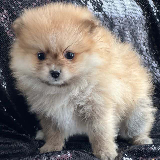 Teddy - Pomeranian Male