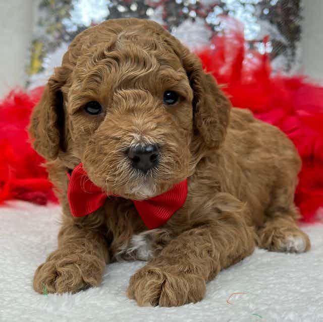 Dash's Red Boy - Bernedoodle Male
