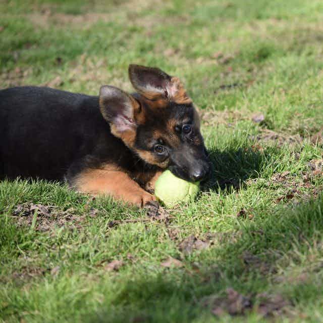 Pallas - German Shepherd Dog Female