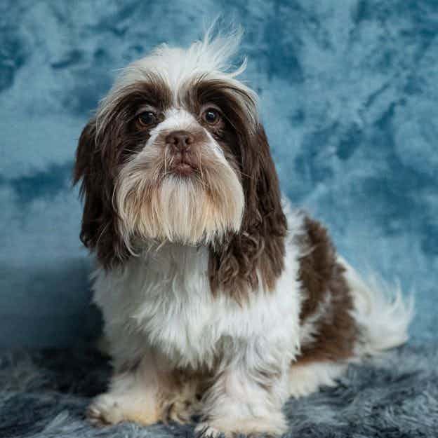 Luther - Shih Tzu Male