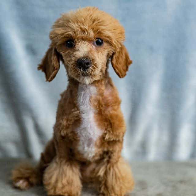 Reagan - Toy Poodle Male