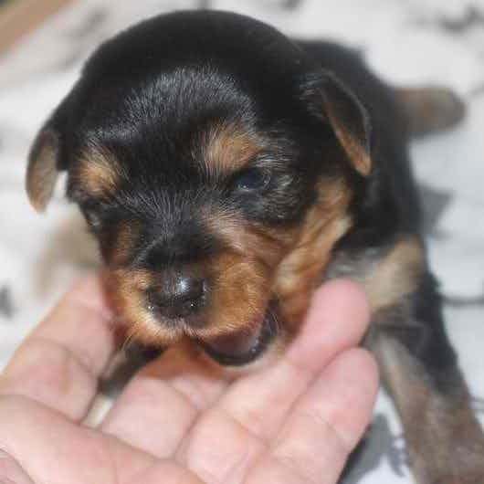 CORKY - Yorkshire Terrier Male