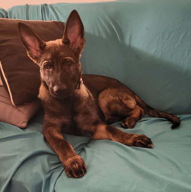 Trixy - German Shepherd Dog Female