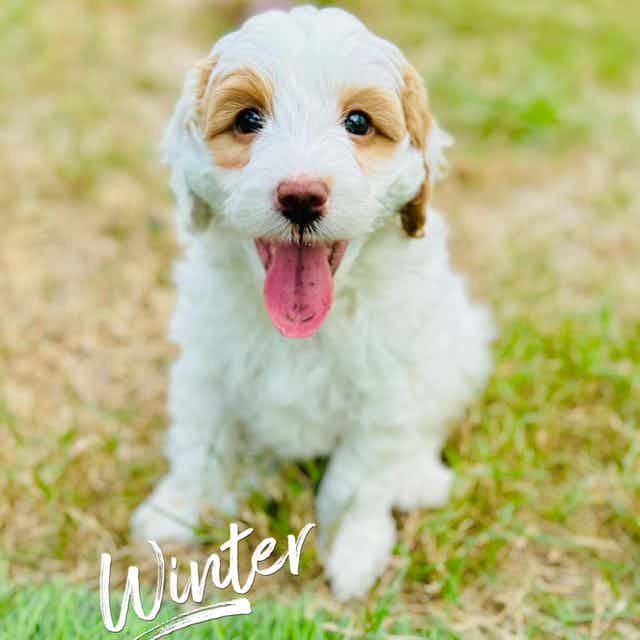 Winter TOY - Goldendoodle Female