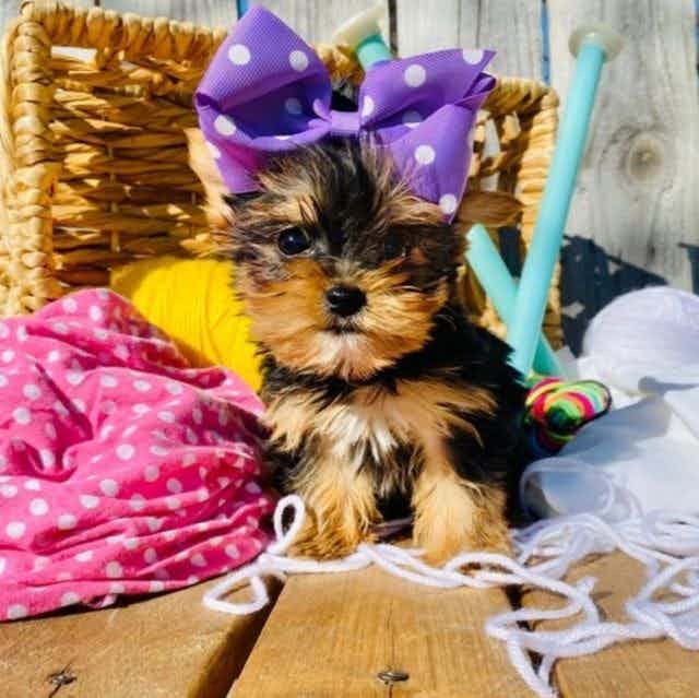 Tiny Teacup Lol - Yorkshire Terrier Female