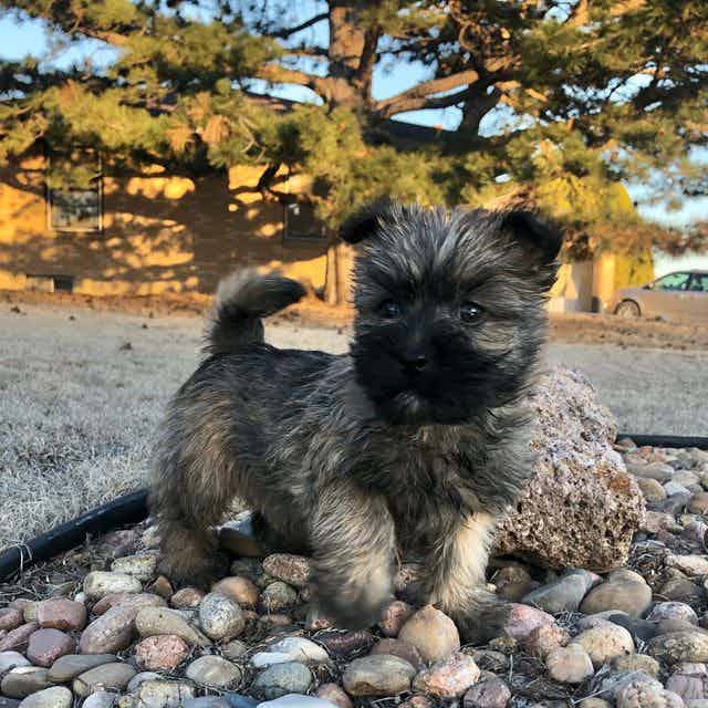 Rigby - Cairn Terrier Male
