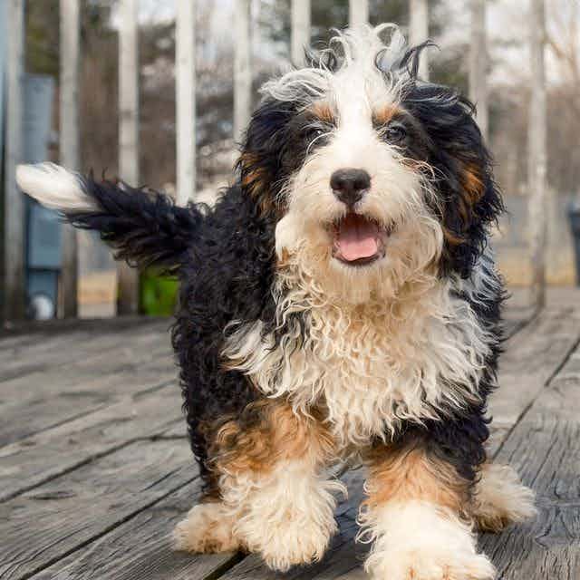 Ted - Bernedoodle Male