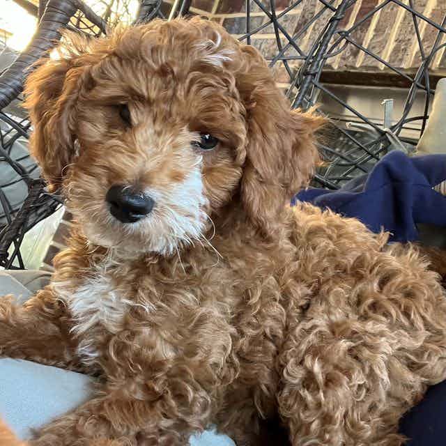 Rocket's Yellow - Goldendoodle Male