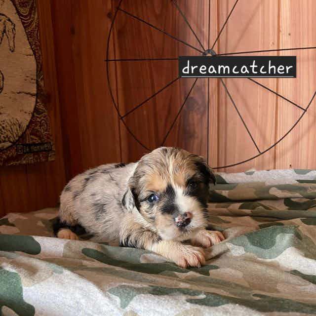 Dreamcatcher - Aussiedoodle Female