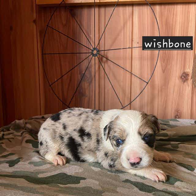Wishbone - Aussiedoodle Male