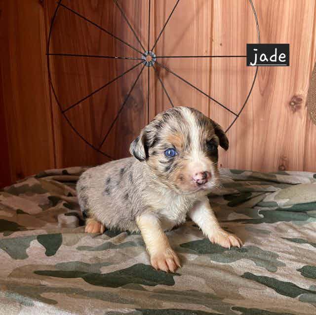 Jade - Aussiedoodle Female
