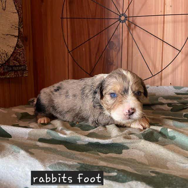 Rabbits foot - Aussiedoodle Male