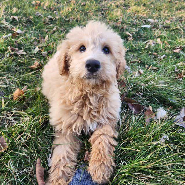 Teddy - Goldendoodle Male