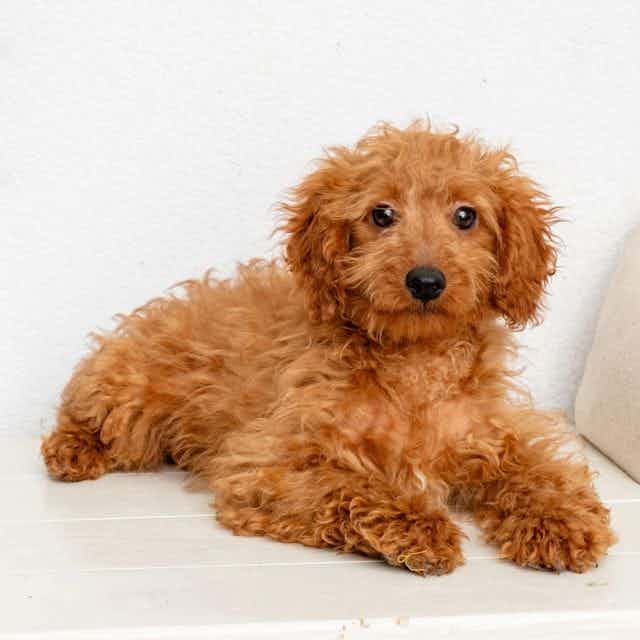 Dasher - Goldendoodle Male