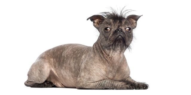 Hairless Pug dog
