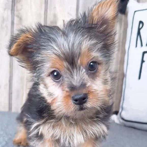 Wes - Yorkshire Terrier Male