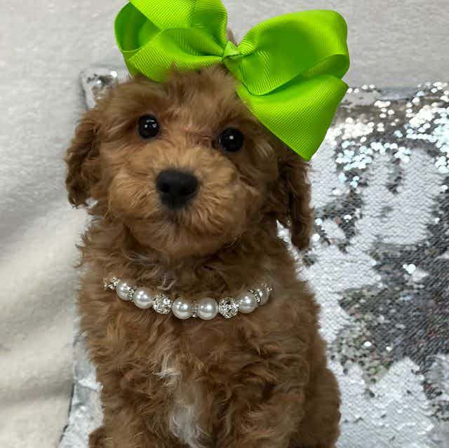 Braley's Green  - Goldendoodle Female