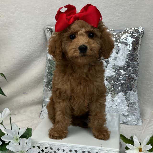 Braley's Red Gi - Goldendoodle Female