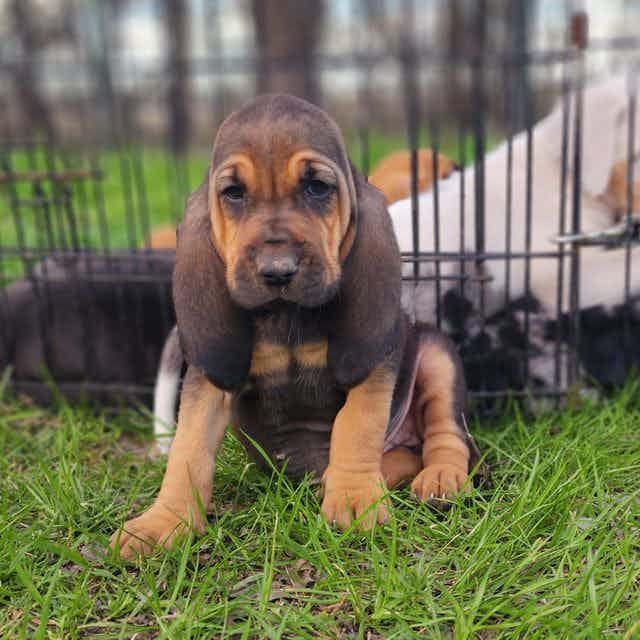 JoJo 2023 F4 - Bloodhound Female