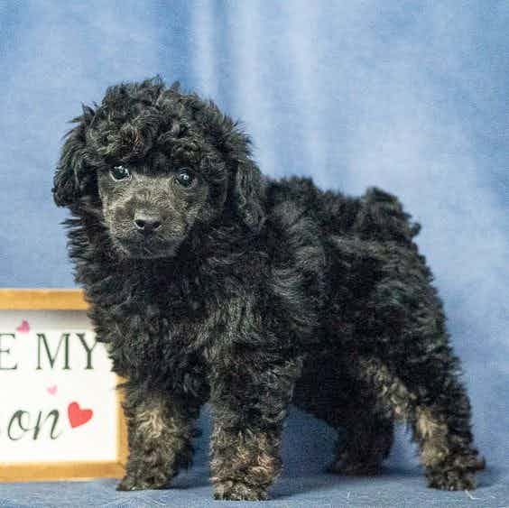 Easton - Toy Poodle Male