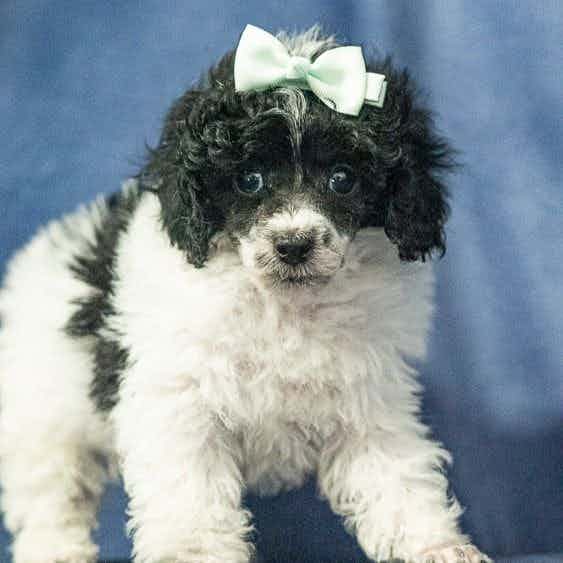 Ember - Toy Poodle Female