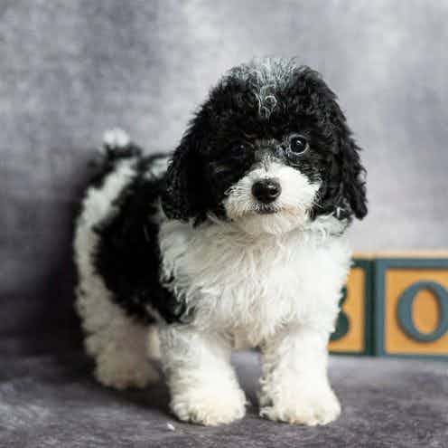 Lee - Toy Poodle Male