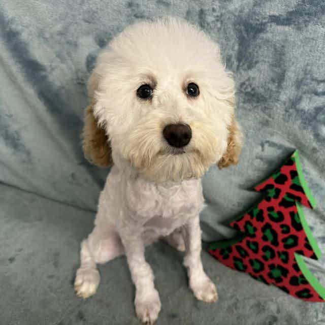 Mica - Toy Poodle Female